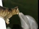 Cat and Dolphins playing together !