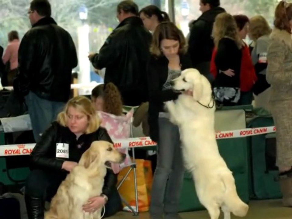 Paris dog Show 2012 Jeune Femmelle