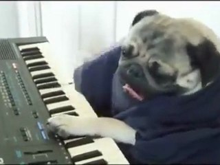 Play Him off Keyboard DOG