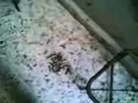 فري برس حماة أثار القصف الهمجي على البيوت في مشاع وادي الجوز