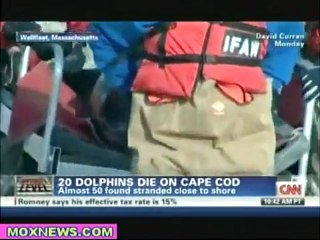 50 Dolphin Wash Ashore In The Last Week In Cape Cod