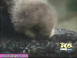 Baby Sea Otter Born At Seattle Aquarium