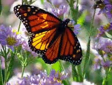 Hasretinle Yandı Gönlüm - Ney Sesi