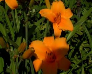 234 TOUCHED BY MIDAS