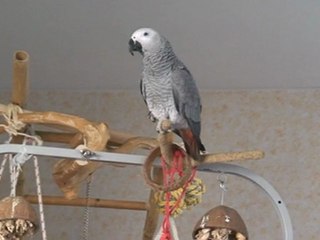 Calipsa et Philibert à 9 mois le 16 février 2012 évolution du langage