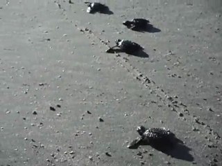 baby turtles race