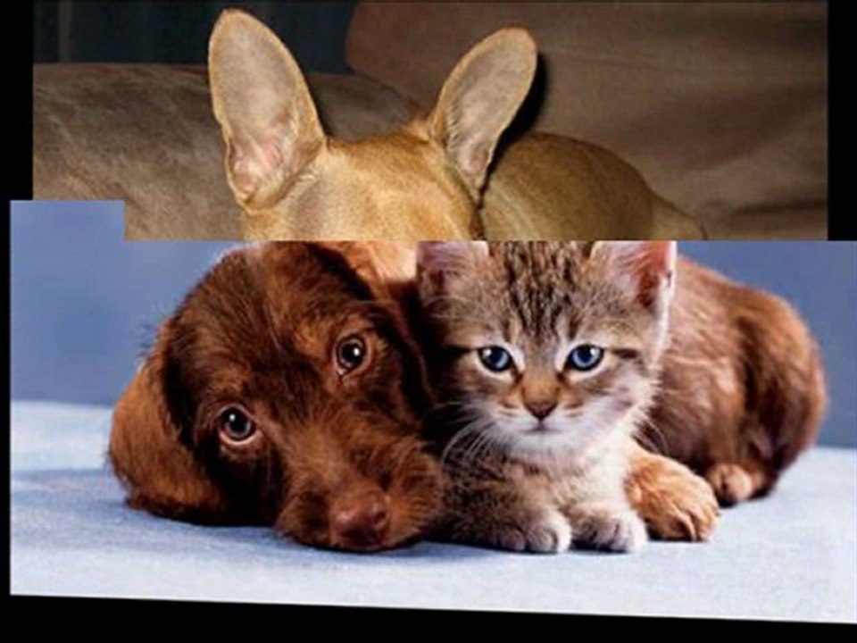 Choosing the right dog training lessons