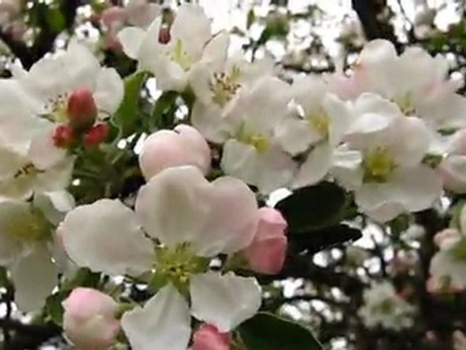 Majowo