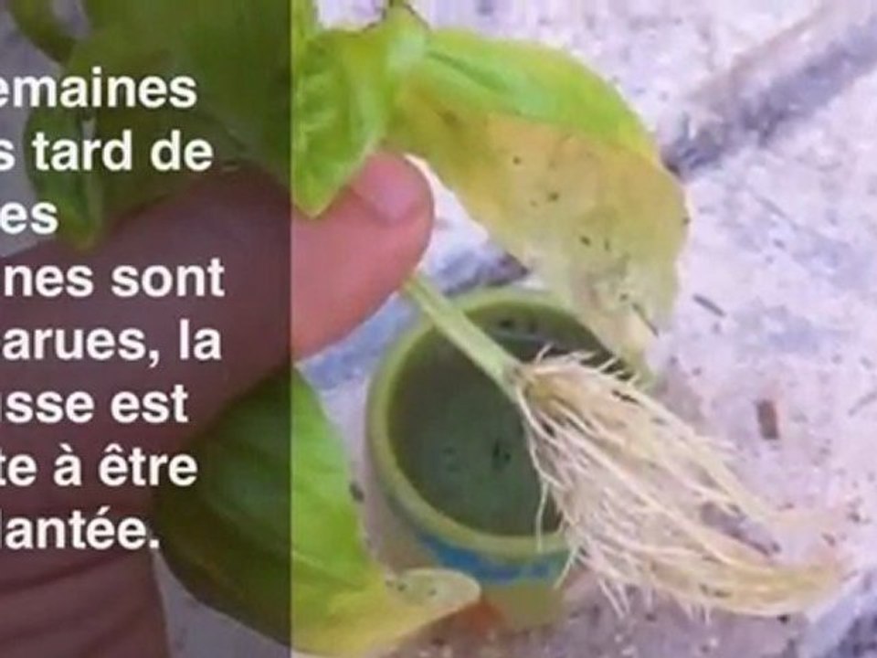 Faire une bouture de basilic