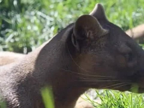 Yırtıcı Hayvanlar - Fossa Görüntüleri