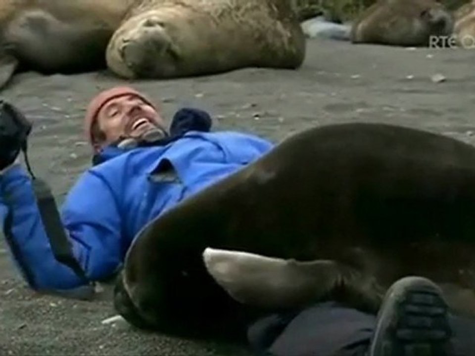 Charlie And The Seal