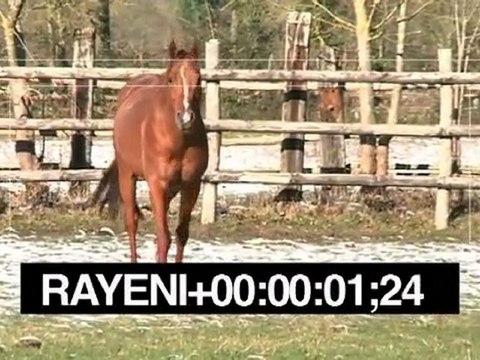 Rayeni, nouvel étalon au Haras des Sablonnets
