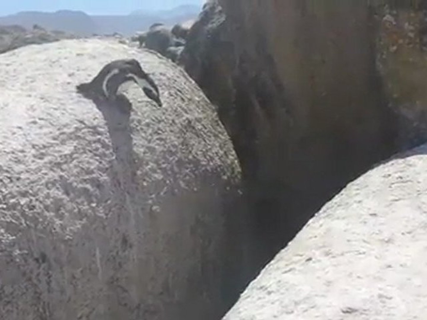 Penguin Leap Of Faith