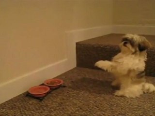 Dog prays before eating