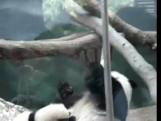 Panda mother hugs baby panda!