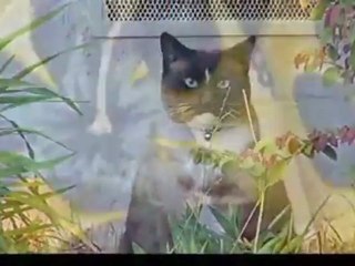 Klepto Kitty - The cat burglar