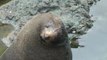 Cape Palliser Seal Colony - New Zealand (HD)