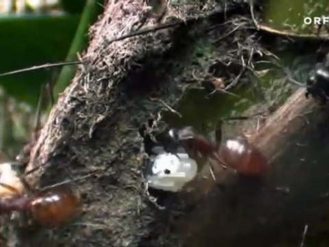Vor 70 Millionen Jahren - Ameisen - Die heimliche Weltmacht - Doku