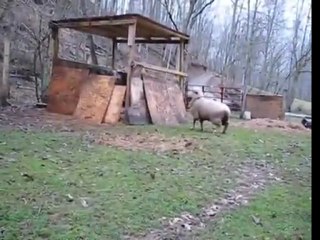 Sheep plays with dog