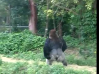 Gorilla walks like a man