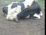 Cow Drinks its Own Milk