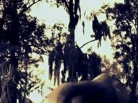 Vor 70 Millionen Jahren - Folge 9 - _Die Ufer des Todes - Pachyrhinosaurus - Alberta, Kanada