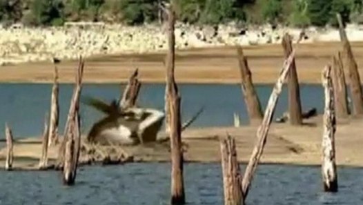 Vor 65,5 Millionen Jahren - Der Untergang der Dynastie - video dailymotion