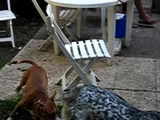 Rakim et Enzo joue a chat