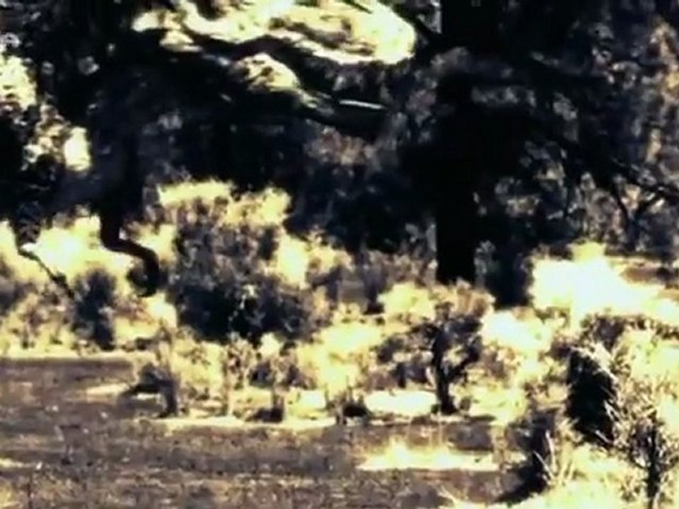 Vor 65,5 Millionen Jahren - - Folge 10 - _Die Jäger des T. Rex