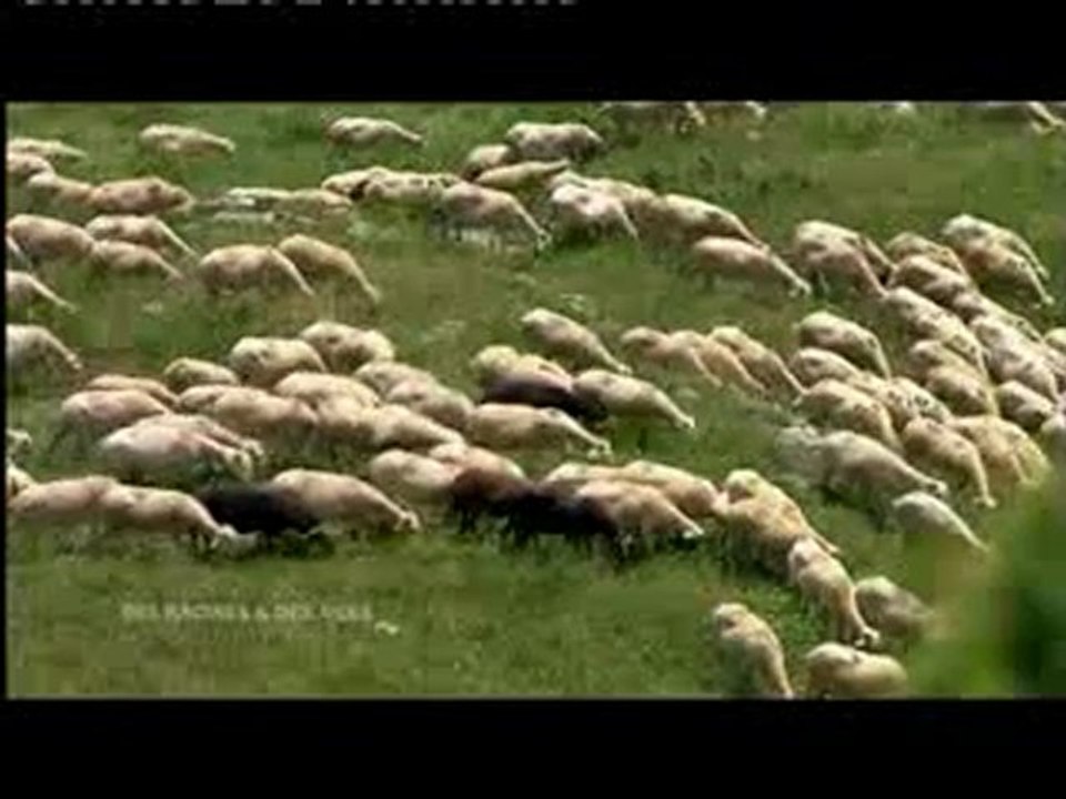 Formation berger vacher part 3 CFPPA des Hautes-Pyrénées