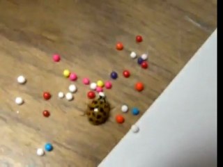 Ladybug plays with sprinkles!