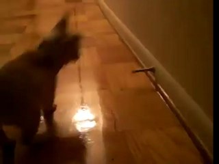 Puppy Vs. Doorstop!!!