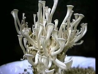 Blue Oyster Mushroom Time Lapse!