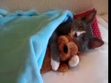 Kitty hugs a teddy bear!