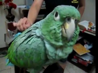 Laughing Parrot !