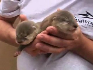 Baby Otters!