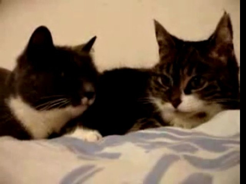 Talking Cats Translation