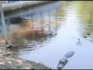 Brave Cat vs Alligators