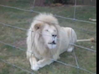 He sounds like an Harley Davidson !