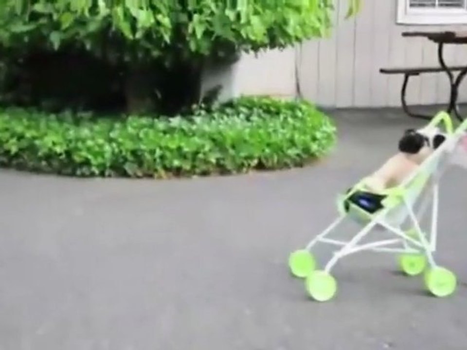 Pug puppy pushes baby stroller!!!