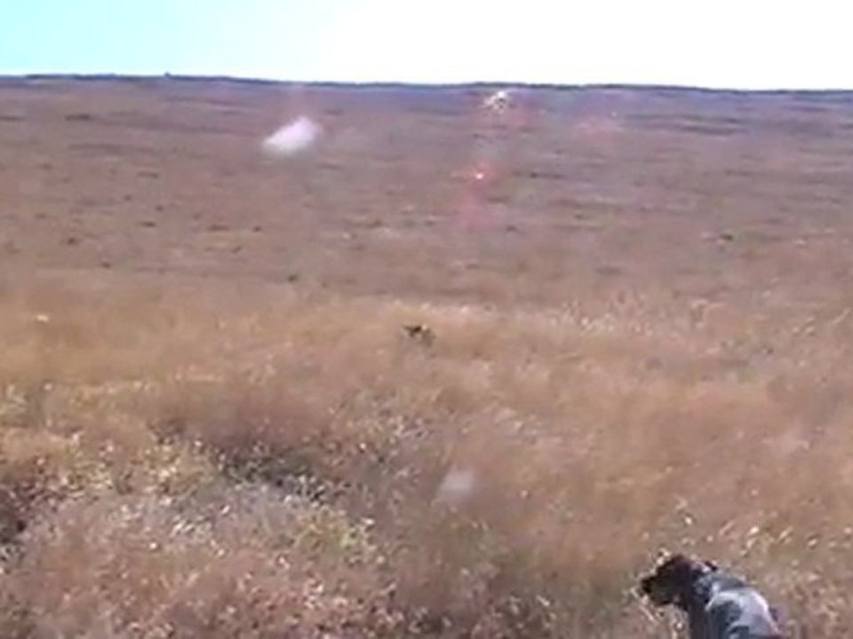 bıldırcın avı