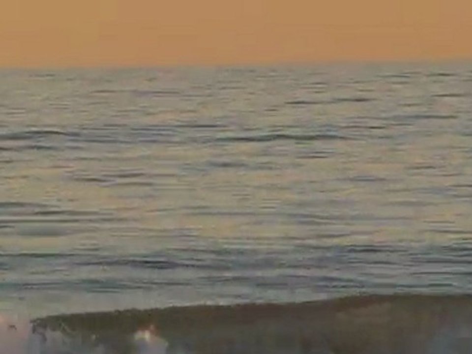 dauphin à la jolla beach