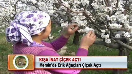 KIŞA İNAT ÇİÇEK AÇTI 14.02.2012
