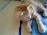 Kitty brushing his teeth