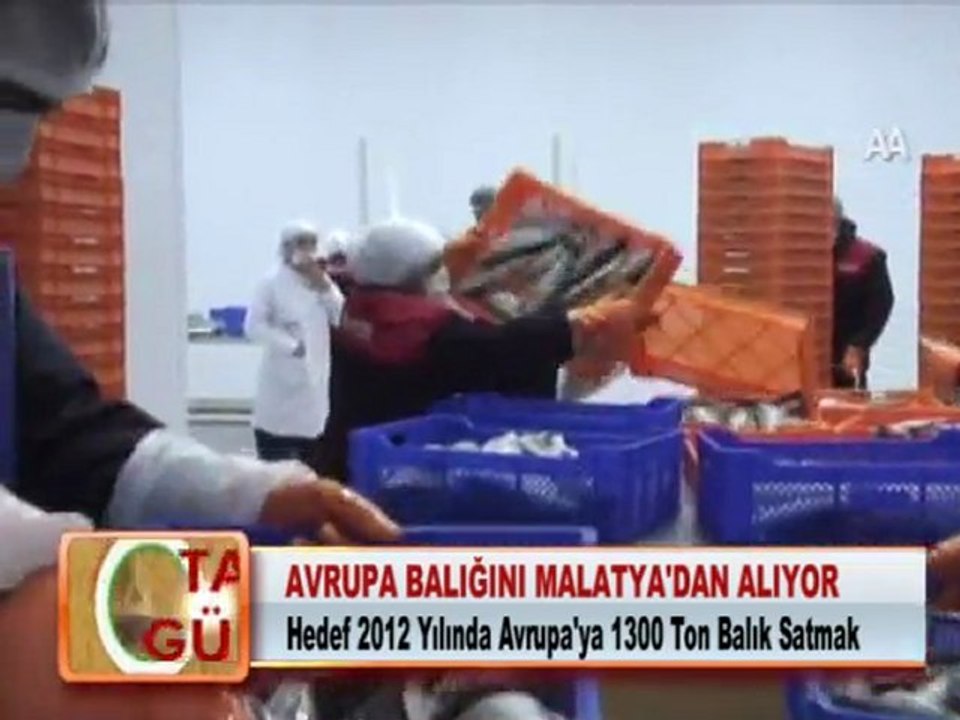 AVRUPA BALIĞINI MALATYA’DAN ALIYOR 15.02.2012