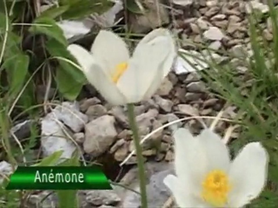 Randonnée du Chemin du Marchand