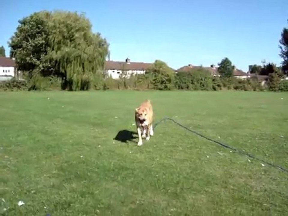 Bear learning 'recall'