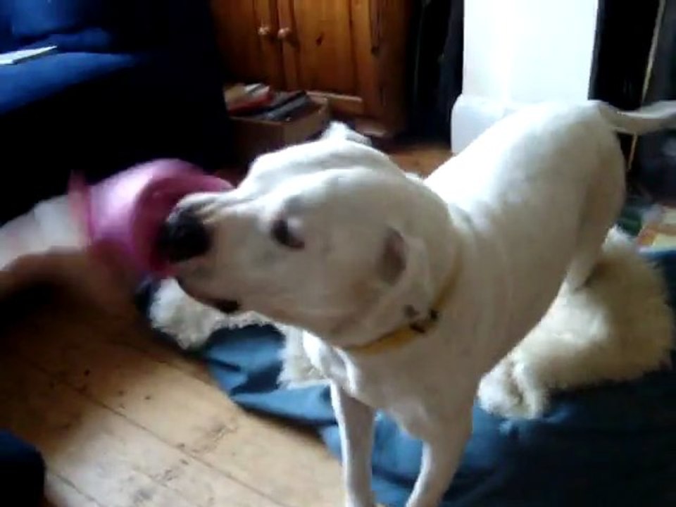 Chandler playing with his favourite toy.