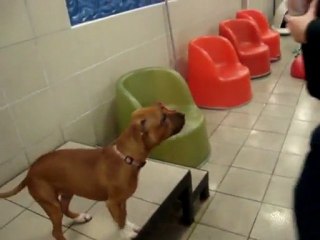 Amelie learning basic commands