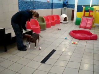 Fig chooses a new toy